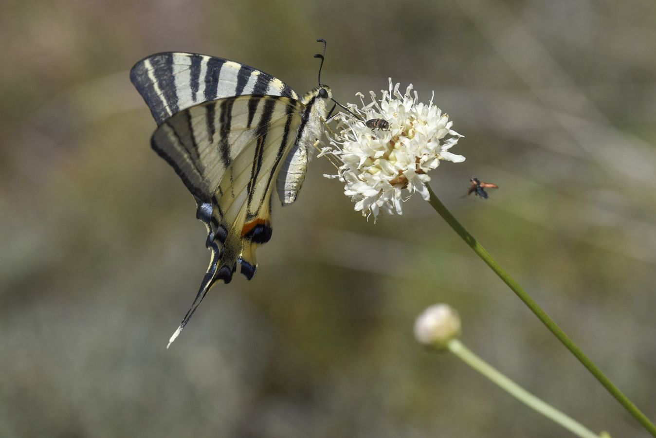 Papilio alexanor